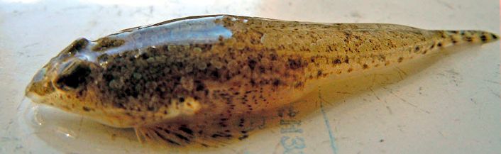 Callionymus risso_030